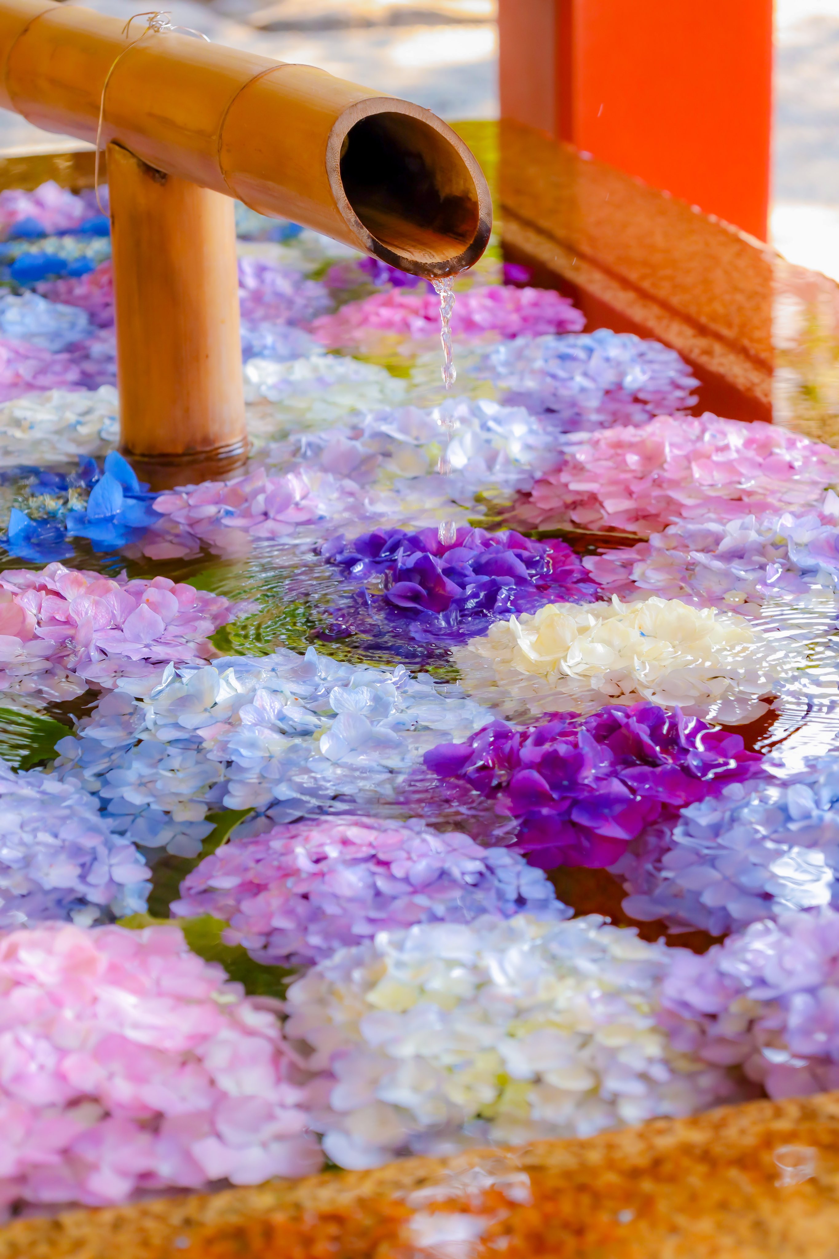 ちゃま 鎌倉 鶴岡八幡宮の花手水が現世のものとは思えないほど美しいので見てほしい T Co Warohmhy2j Twitter