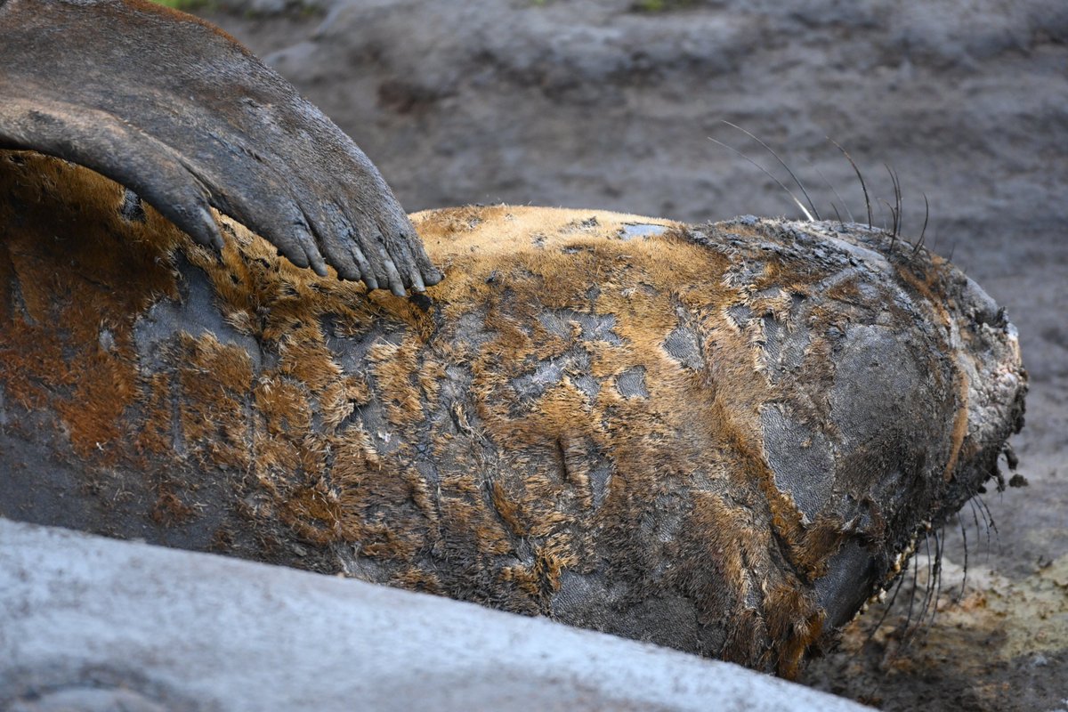 kelper60's tweet photo. #elephantseal #naturelover #falklandislands #wildlife #whalepoint #wildearth #naturelovers https://t.co/M0jiNoVMaJ