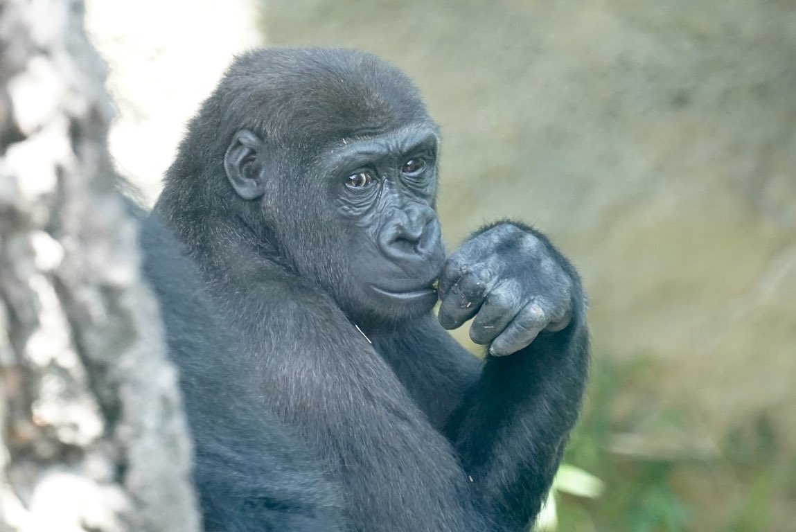 ゴリラ Twitter Search