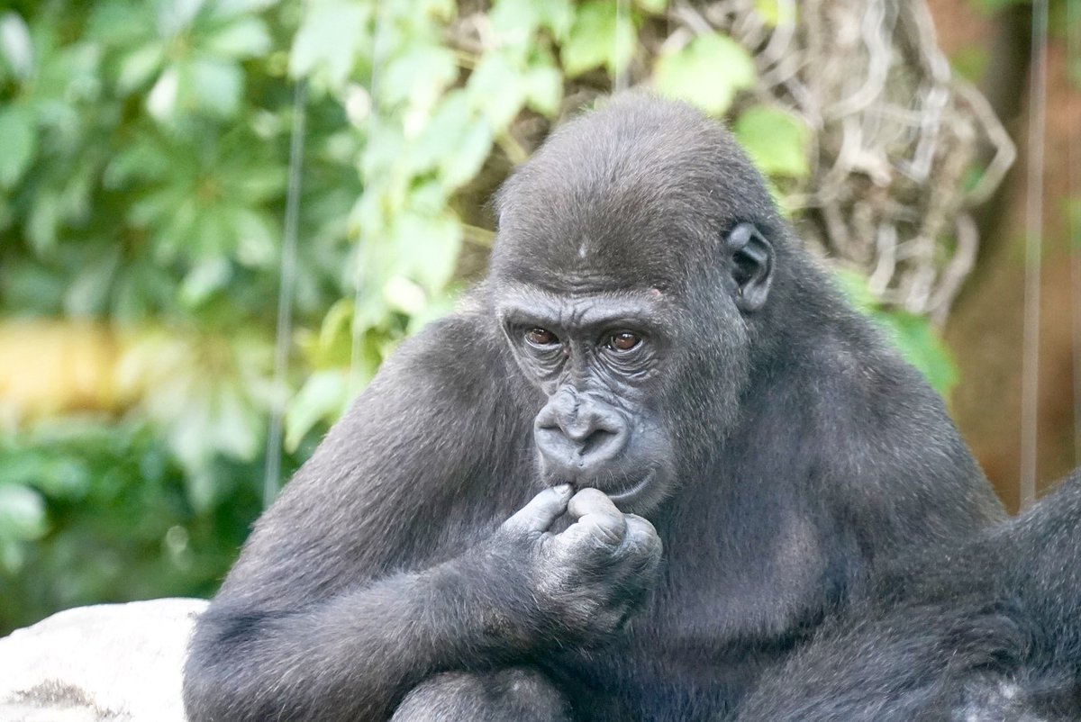 ゴリラ Twitter Search