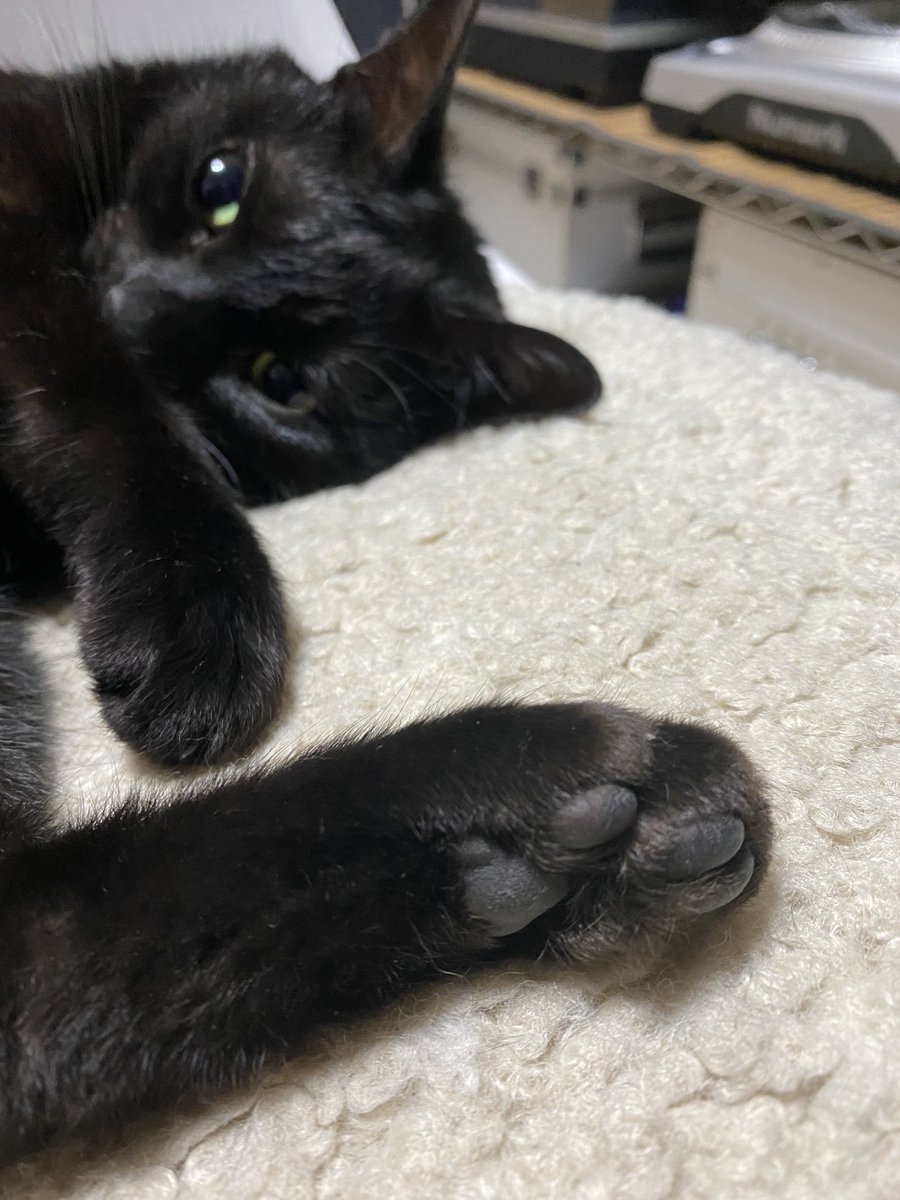 Twoucan 肉球 の注目ツイート イラスト マンガ コスプレ モデル