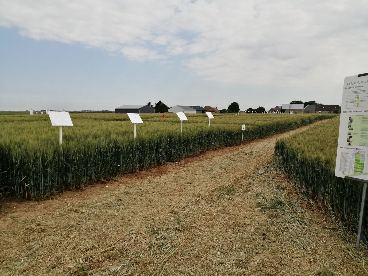 Notre plateforme blé dur 🌾 se fait  belle pour vous accueillir cet après-midi à Menainville (41) 😎 <a href="/Arvalisofficiel/">ARVALIS</a>