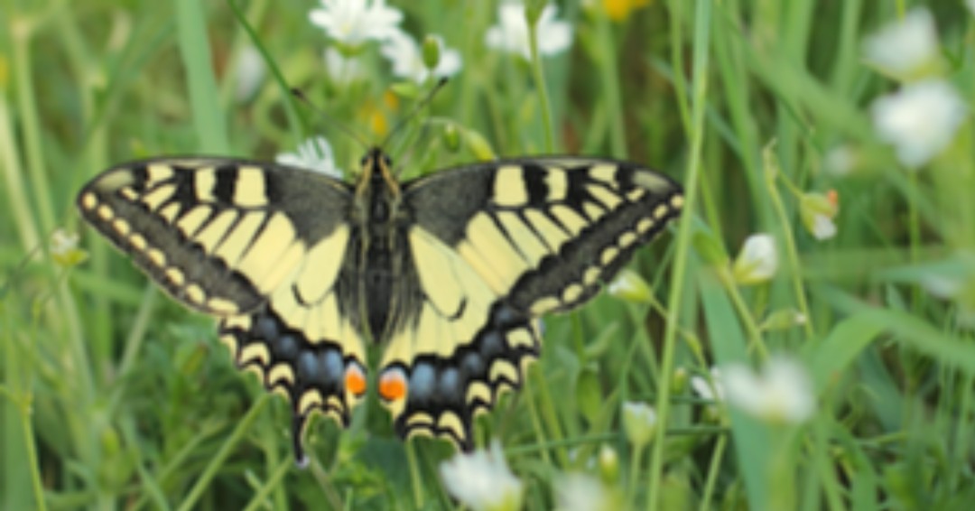 HedgehogGrace's tweet photo. Butterflies fluttering around are a sure sign that warmer weather is here! If you see them, please let us know by adding your data to our map here: https://t.co/UjYobg0Sgc #projectamazinggrace #gracesfivepointcharter #greatbritishhedgehogsurvey #hog365 https://t.co/Hsh0ZgWcLi