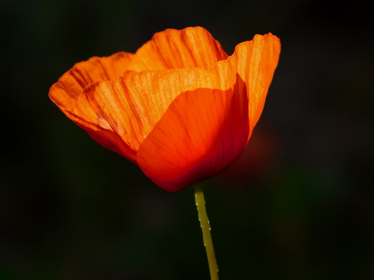 I petali di un rosso sgargiante che catturano l’attenzione di chi li incontra ma estremamente fragili al soffiare del vento, caratterizzano un fiore che ha ispirato molti: il Papavero.

#oggettounico #nikon #nikonphotography #scattandoattimi #scattidaricordare #flowers #redflower