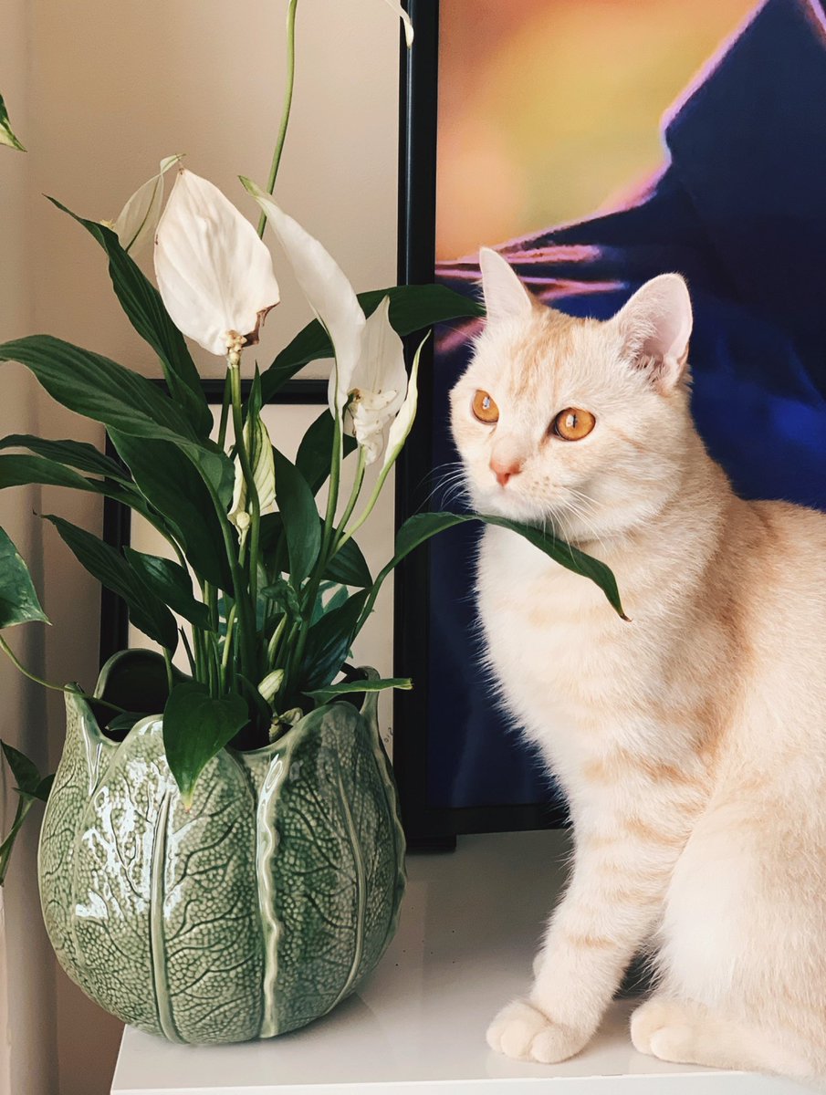 ernawrites's tweet photo. There are days when it’s best to just stop and smell the flowers… or chew them up, knock over the pot, vomit on the rug, and leave a trail of dirt all over the house. Whatever gets you going! #CatsOfTwitter #cats #catlife #catlady https://t.co/RPc586vSsY