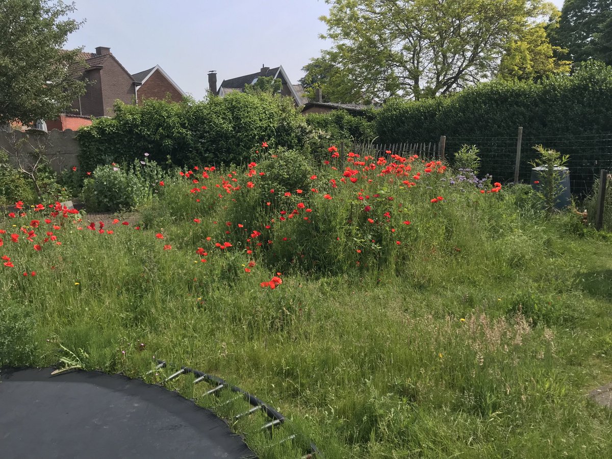 RDebeelde's tweet photo. The effect of “Maai-mei-niet” likes rewild my garden. But I like te colours of all the flowers😃 https://t.co/7h5XznAXRT