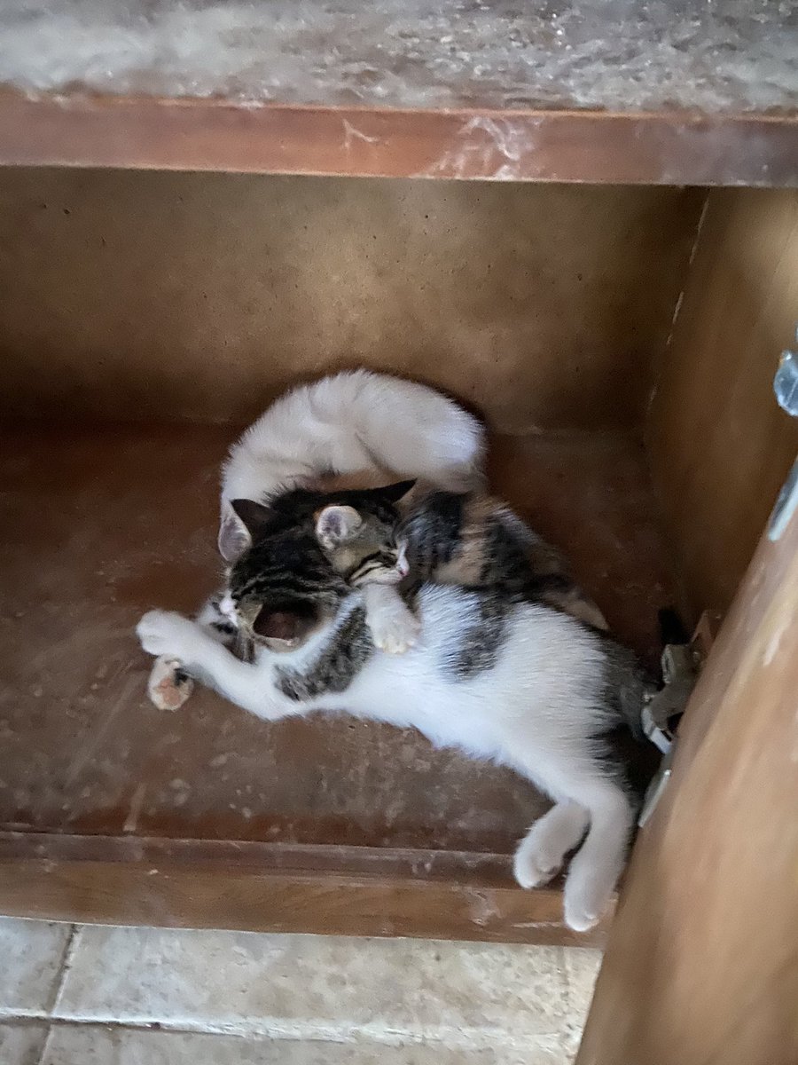 Selamlar Adana ve çevresinde kedi sahiplendirmek istiyorum. Annemin baktığı kedimizin çocuklarını. Maalesef kedimiz çocuklarını korumak için köpekler tarafından öldürüldü ve çocukları daha 2 aylık🥺Onlara yuva bulmama yardımcı olur musunuz? Çok tatlı 3 yavrumuz kaldı 2si sahipli