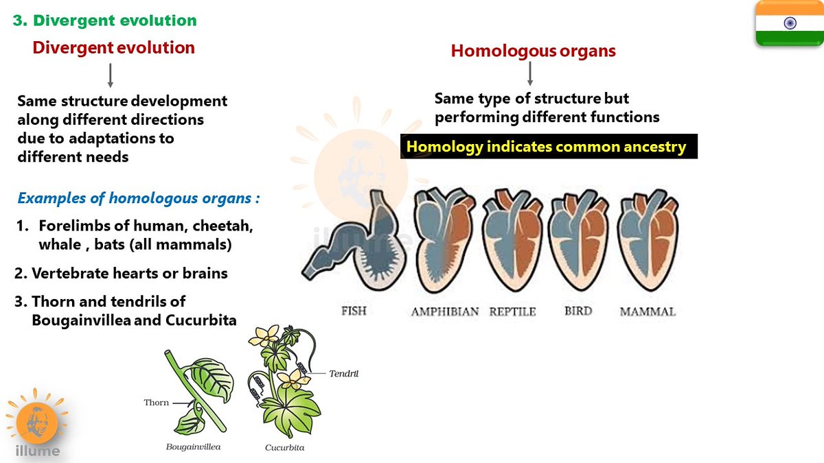 ghanubaba329's tweet photo. #Evolution #divergentevolution #homologousorgans #homology #NEETUG2021 #neetug https://t.co/wlKaK0Biem