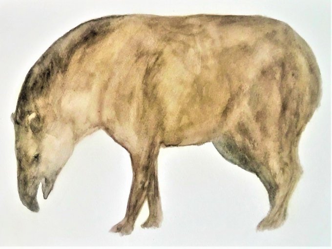 アメリカバクのtwitterイラスト検索結果