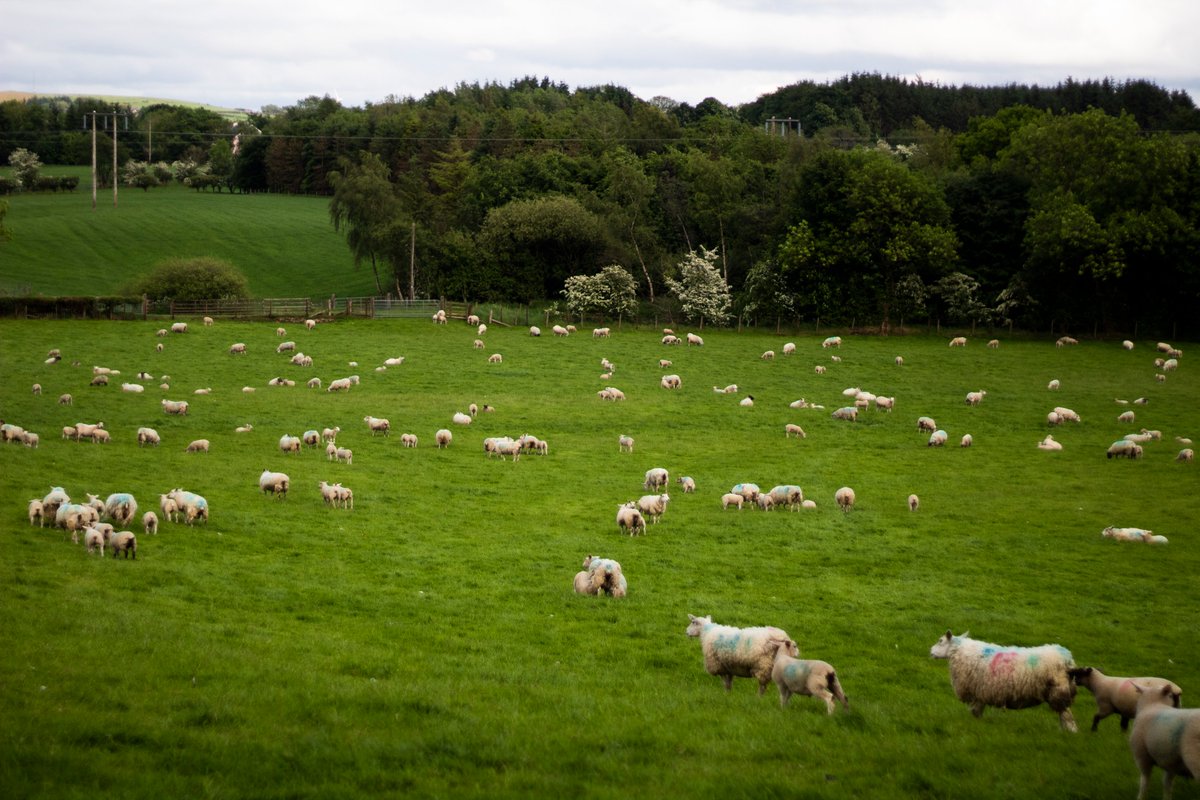 BirnieConsult's tweet photo. It was great to tour the fantastic Bell Farm yesterday with the team from @ARCZeroNI, finding out what makes their grass so green! #arczero #carbonneutral #farming https://t.co/pR2iw9XUh4