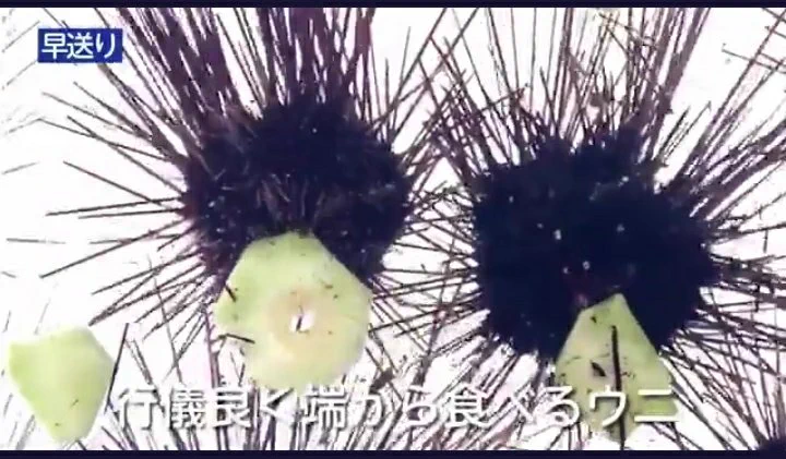 @GFP_week ウニにも十人十色の個性があるのですね、なんか惜しいコ頑張って 