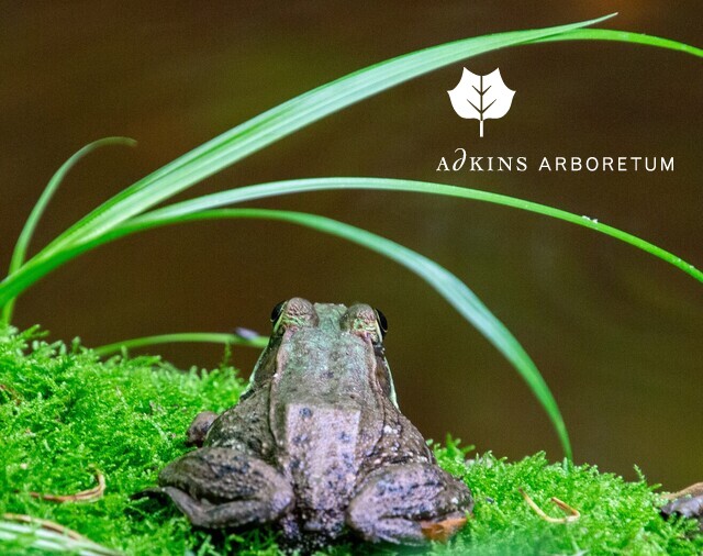 Underground Railroad resources featured, Wave Hill Chairs, Nature Notes, and more conta.cc/3gnAv95