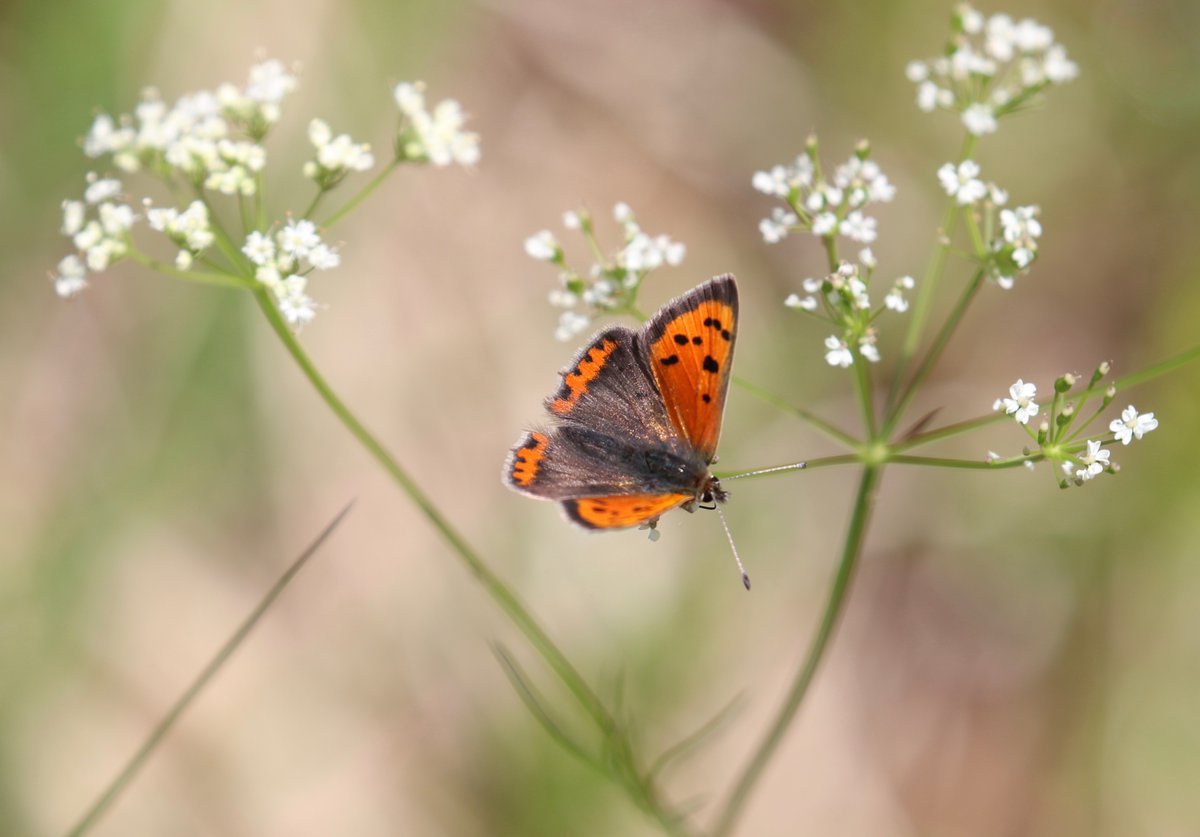 Small Copper at Glasdrum Wood a couple of days ago. @BC_Scotland @BC_SWScotland @ukbutterflies @savebutterflies