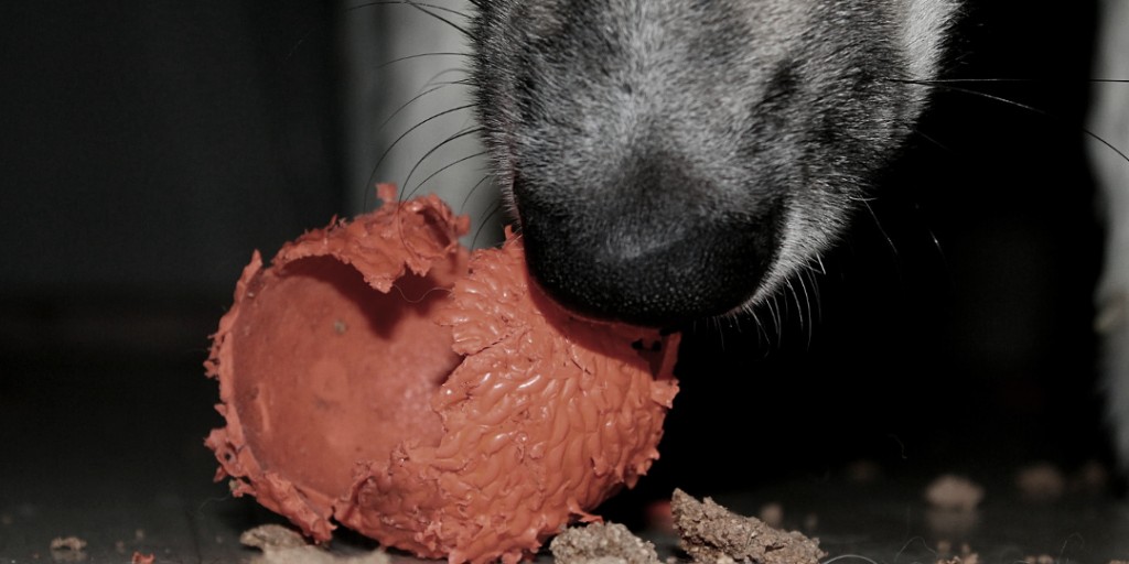 Dog Science Says tweet media