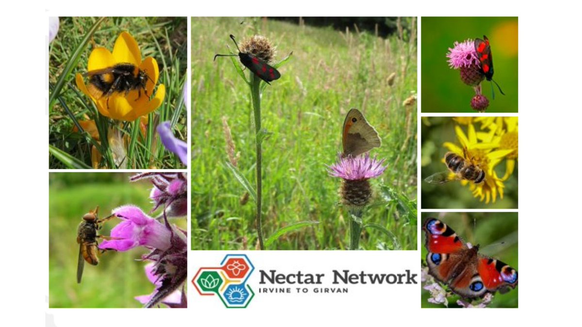 🌞What shone through from our South Ayrshire Youth Climate Festival was that our schools really want to help pollinators!! Thanks <a href="/Nectar_Network/">Nectar Blockchain Network</a> for sharing what you have been up to throughout Ayrshire. Hoping to see more of this on our school grounds next year! 🐝🦋