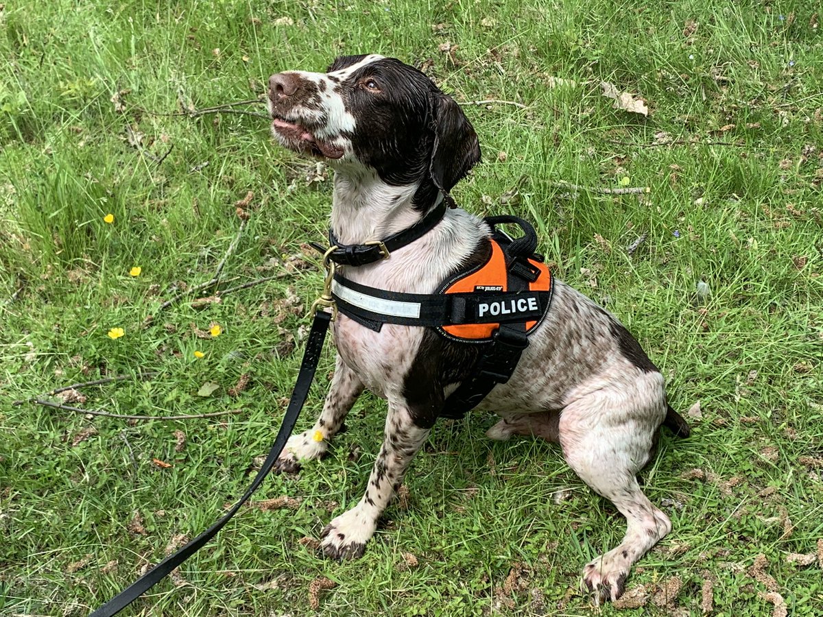 MetTaskforce's tweet photo. Today our Forensic Evidence Search Dogs have been carrying out a training search for a hides submerged under water. PD Lotti and two dogs from Kent Police PD Harley & PD Archie. Springers loving life enjoying what they do best….. #metpoldogs #fesd #metpolice ^6302 https://t.co/2yWBjjBUiF