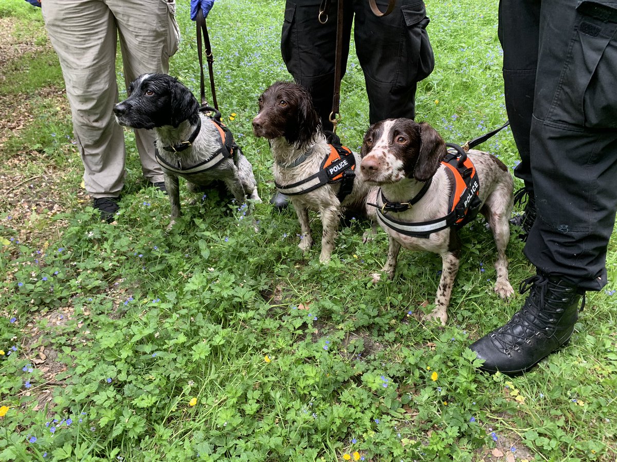 MetTaskforce's tweet photo. Today our Forensic Evidence Search Dogs have been carrying out a training search for a hides submerged under water. PD Lotti and two dogs from Kent Police PD Harley & PD Archie. Springers loving life enjoying what they do best….. #metpoldogs #fesd #metpolice ^6302 https://t.co/2yWBjjBUiF