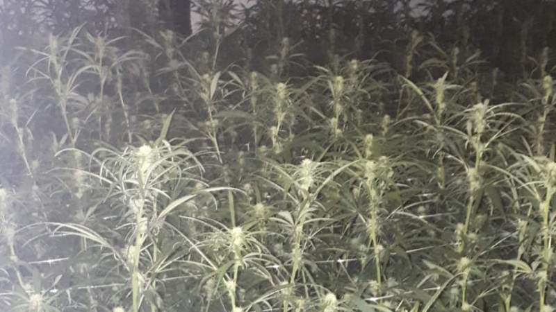 Nu op Hollands Kroon Actueel: "Politie treft 800 hennepplanten en 300 stekken aan in bedrijfspand Middenmeer" | #bedrijfspand #hennepplanten #middenmeer #politie #stekken ..