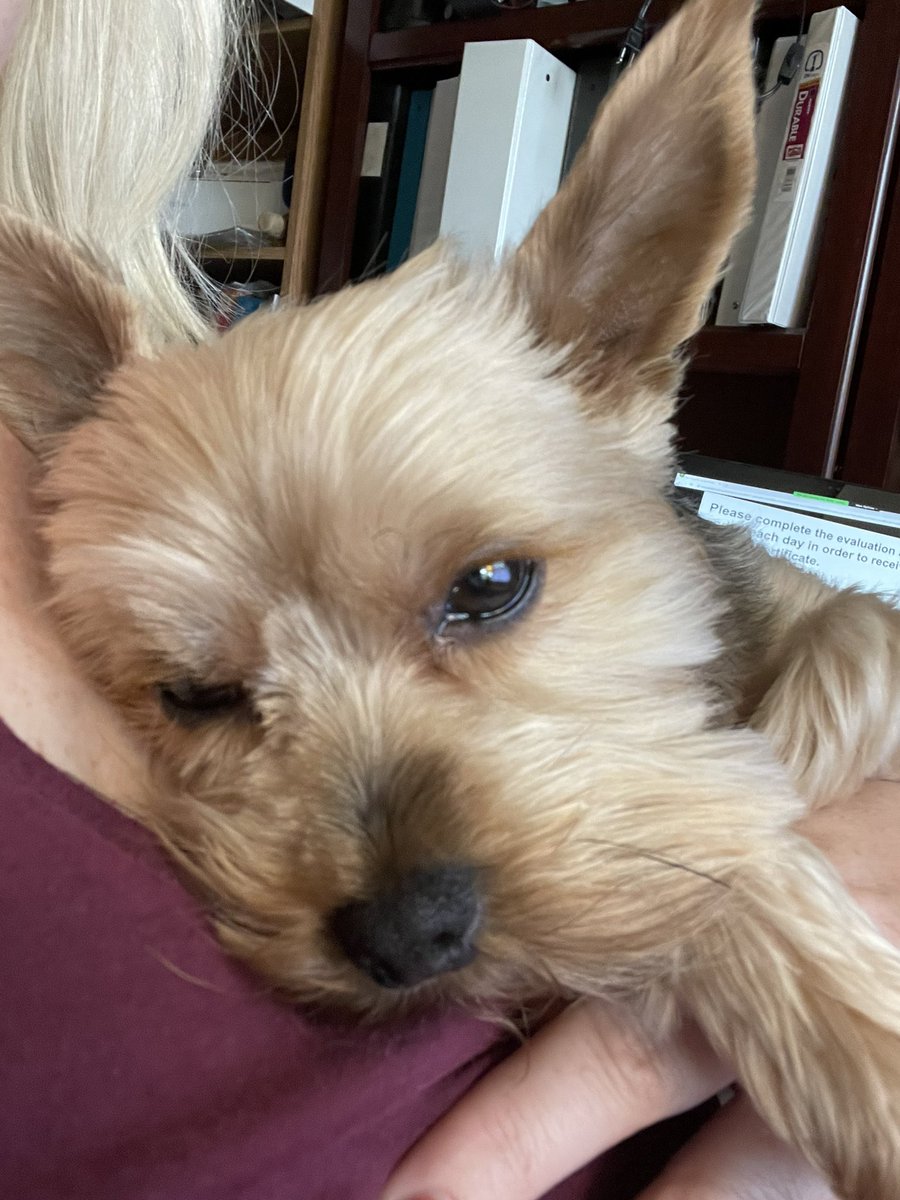 amymdodson's tweet image. Gracie is enjoying quality time during the #msusummit21 #edtech