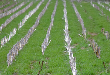USDA_NRCS's tweet photo. "When there aren’t living roots, the microbiology isn’t as active in the soil." https://t.co/OVlC3UDzo8 #soilhealth https://t.co/S7CwAV4RP1
