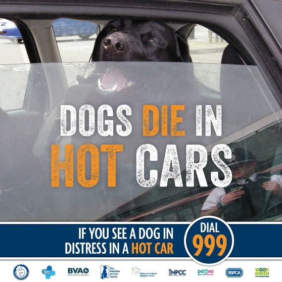 Dogs die in hot cars: 'not long' is too long to leave them alone in a car. Call 999  if you see a dog in distress or even consider breaking a window. <a href="/theyorkmix/">YorkMix</a> <a href="/yorkpress/">The Press</a> <a href="/SelbyDC/">Selby DC</a> <a href="/CityofYork/">City of York Council</a> #DogsDieInHotCars