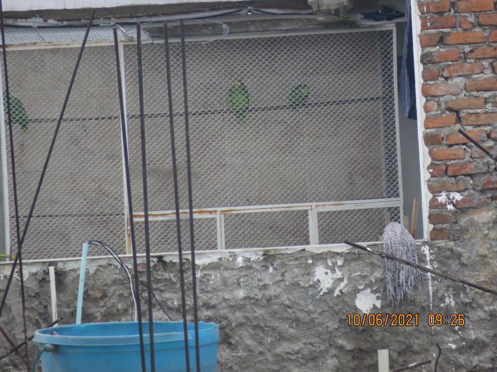NOS ENVÍAN DENUNCIA 📢
Estábamos tomando unas fotos a estos hermosos loros en el Caney y en la última foto, descubrimos que unos vecinos los atrapan y los encierran, donde se puede denunciar esto?