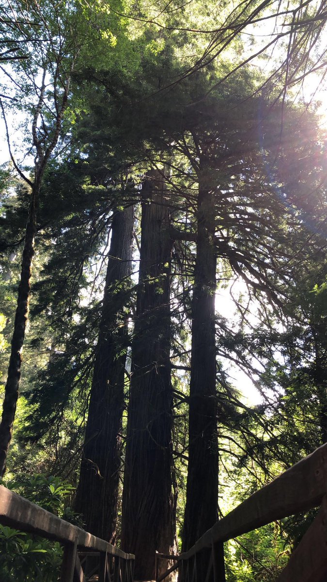 Good morning TwitterBuggs from Cali! #Redwood #RedwoodNationalForest #RedwoodNationalPark #RedwoodTrees