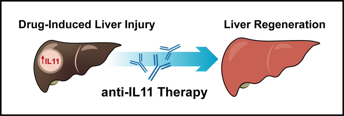<a href="/ScienceTM/">Science Translational Medicine</a> today (finally!!):

We show that anti IL11 therapy reversed liver damage, promoted liver regeneration, and increased survival in mice with liver failure.

Superb team effort from <a href="/stuartacook1/">Stuart Cook</a> lab <a href="/dukenus/">Duke-NUS Medical School</a> 

🤩🤩