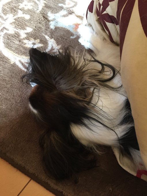 もうこの世にはいない犬 