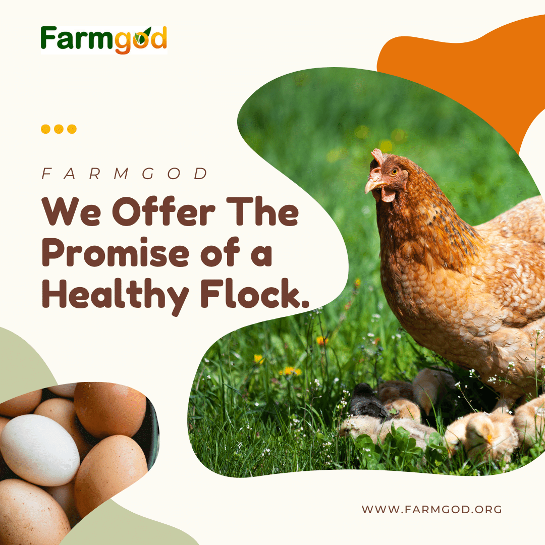 OfficialFarmgod's tweet photo. Register for Farmgod for FREE today at https://t.co/fXnN7u1IOj. https://t.co/phhLZ0Mh3O