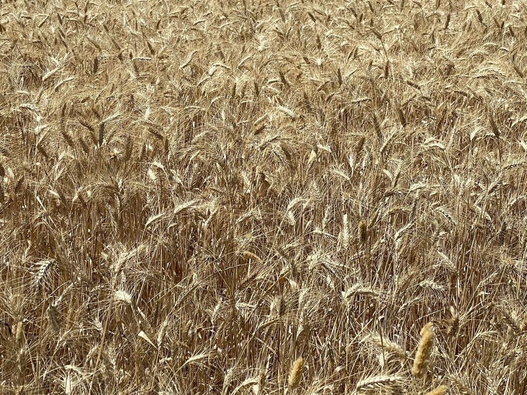 cinco_hermanas's tweet photo. En Los Frailes estamos a tope con la cosecha del trigo estos días. Así de bonito y dorado está el campo. 🌾💚 https://t.co/keLIS8BEhQ