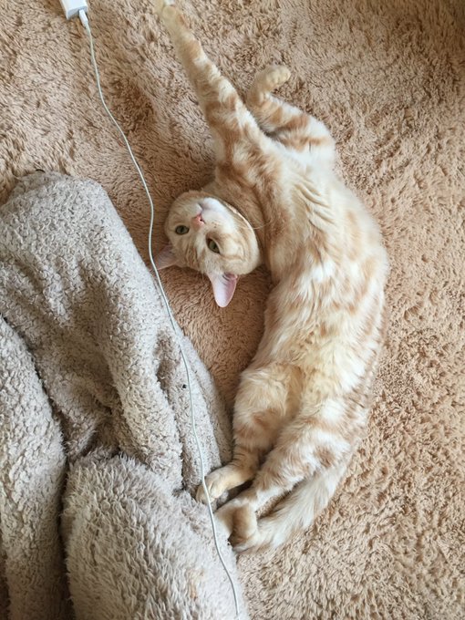 この世にまだいる猫 