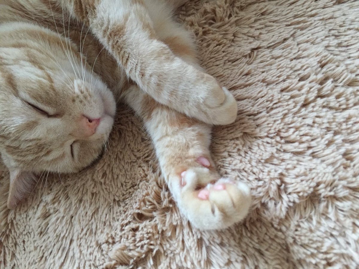 この世にまだいる猫 