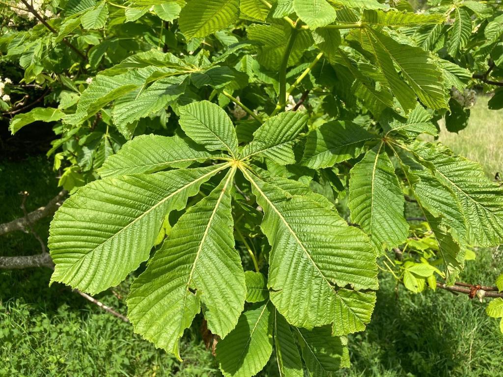 STWStaunton's tweet photo. The Horse Chestnut is one of the first trees to leaf and also one of the first to drop its leaves in Autumn. 
Its easily recognisable by the large leaf made out of five serrated leaflets, its unique flowers and conkers which appear in Autumn 🌳 🍃 . https://t.co/rDSuT6jT2u