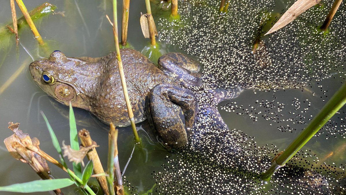 鰐 Wani Wanivspbao Timeline The Visualized Twitter Analytics