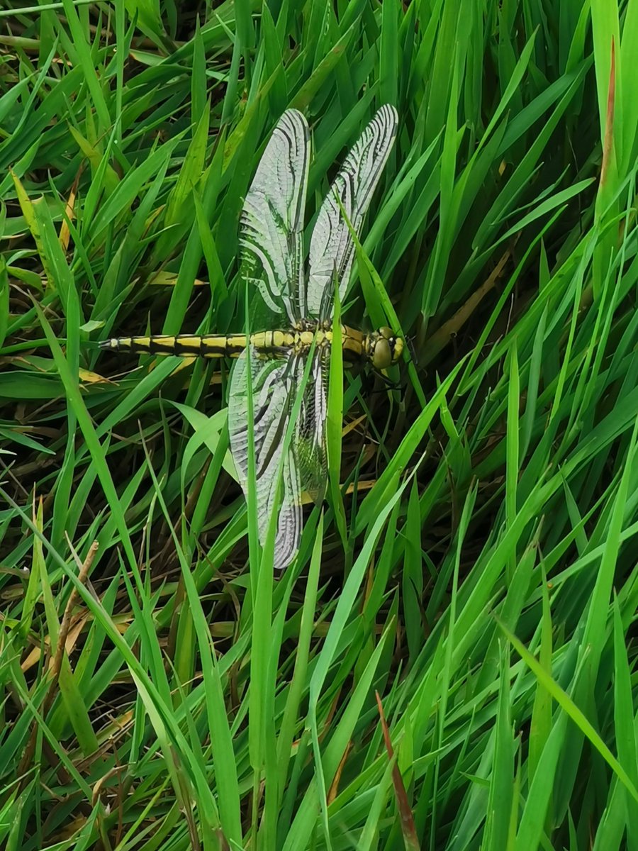 Lots of dragon & damselflies at #Ripplepits This is the only one that stayed still long enough for a pic! @AndyWarr3