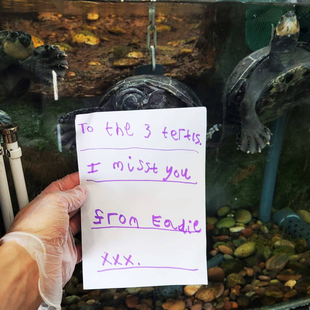 TheDeepHull's tweet photo. We found these little notes around the attraction from 'Eadie' who has missed seeing our turtles and mudskippers whist we have been closed...
We have missed you too Eadie! 💗🐢🐟
#littlenotes #missedyou #funfinds #mudskippers #turtles #terrapin https://t.co/rl5lfFmWBh