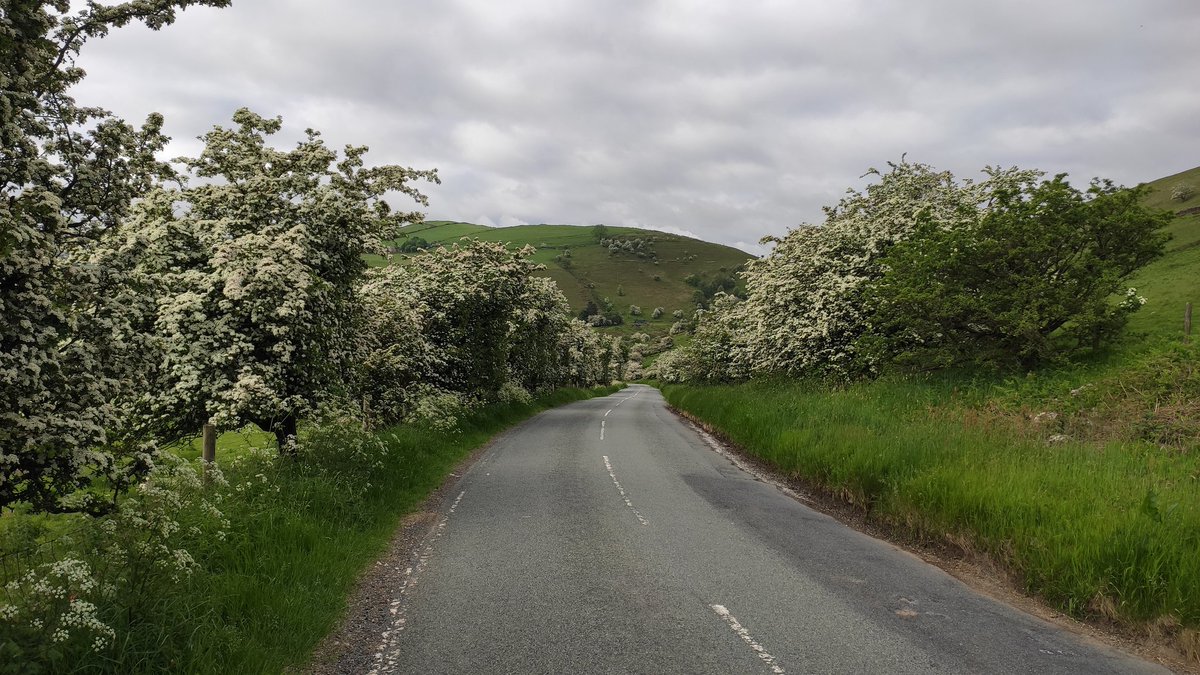 this_is_percy's tweet photo. @BrianCooksonOBE @forestofbowland Hawthorn in the Peak District, from my ride this morning. I was reminded of your tweet as I rode up through the tunnel of blossom! Quite a heady scent in the warm morning air. https://t.co/025eeEQYBe