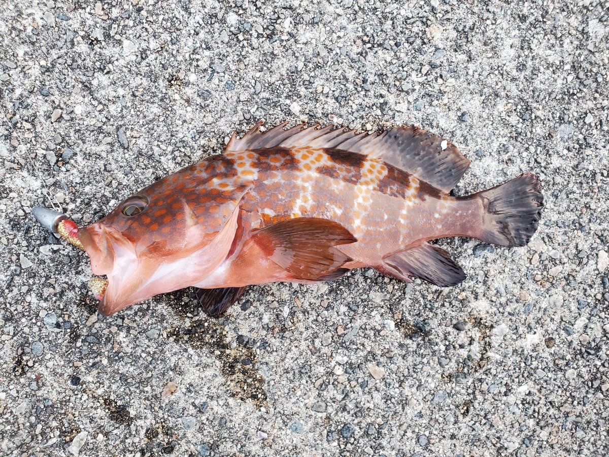 برچسب アコウ در توییتر