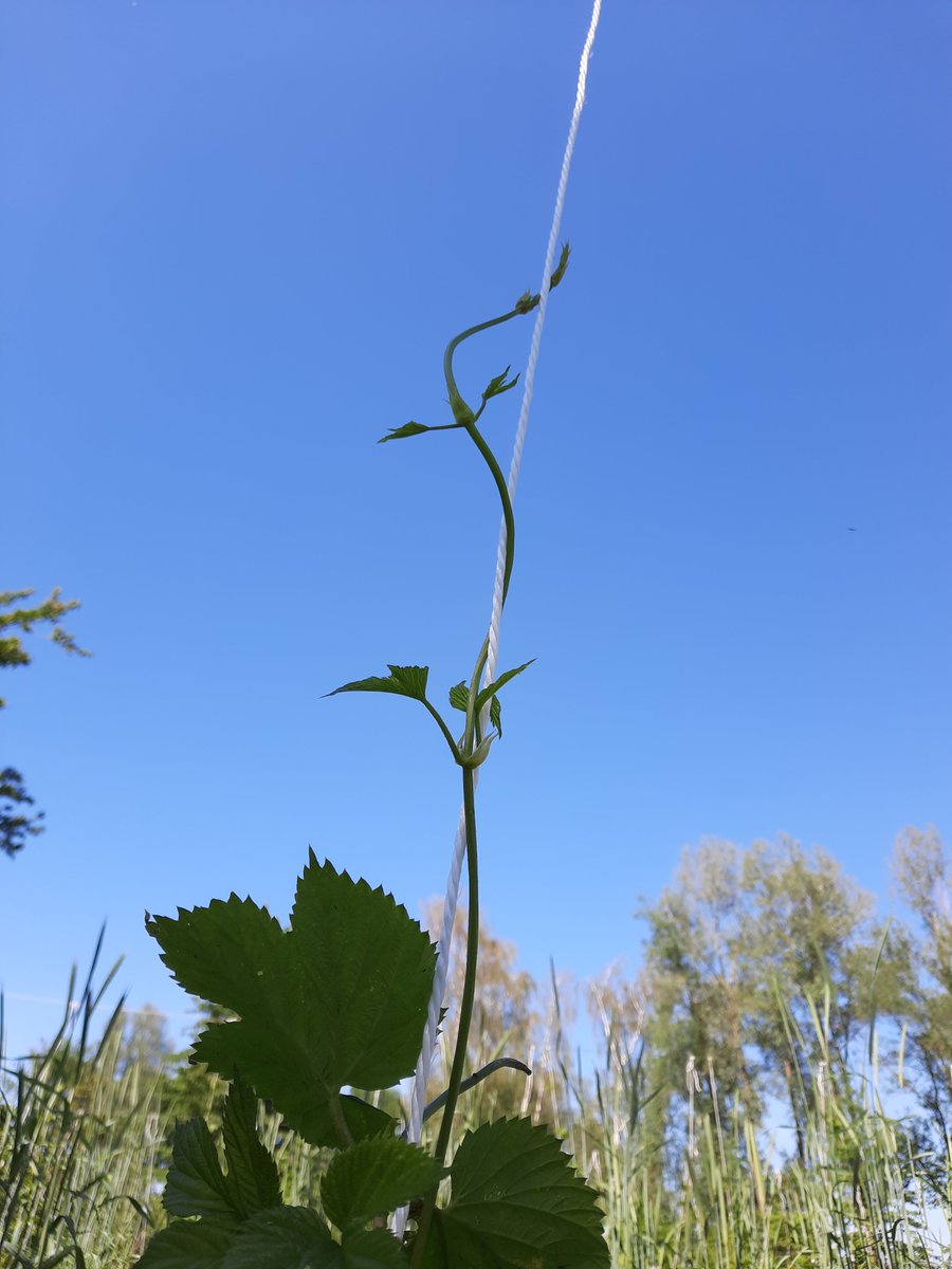 BrouwerijStijl's tweet photo. Rekensommetje: Op 16 april hebben we de hop tot aan de grond gekort. Nu zijn sommige strengen al 3 meter lang 😲 Hoeveel cm per dag?
#hop #brouwerij #bier #adoptallyhop @weerwoud @FloriadeExpo #agroforestry #sommetje #rekenen https://t.co/N7qLB4luMo
