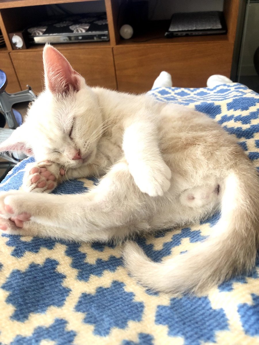 猫の手 猫の手