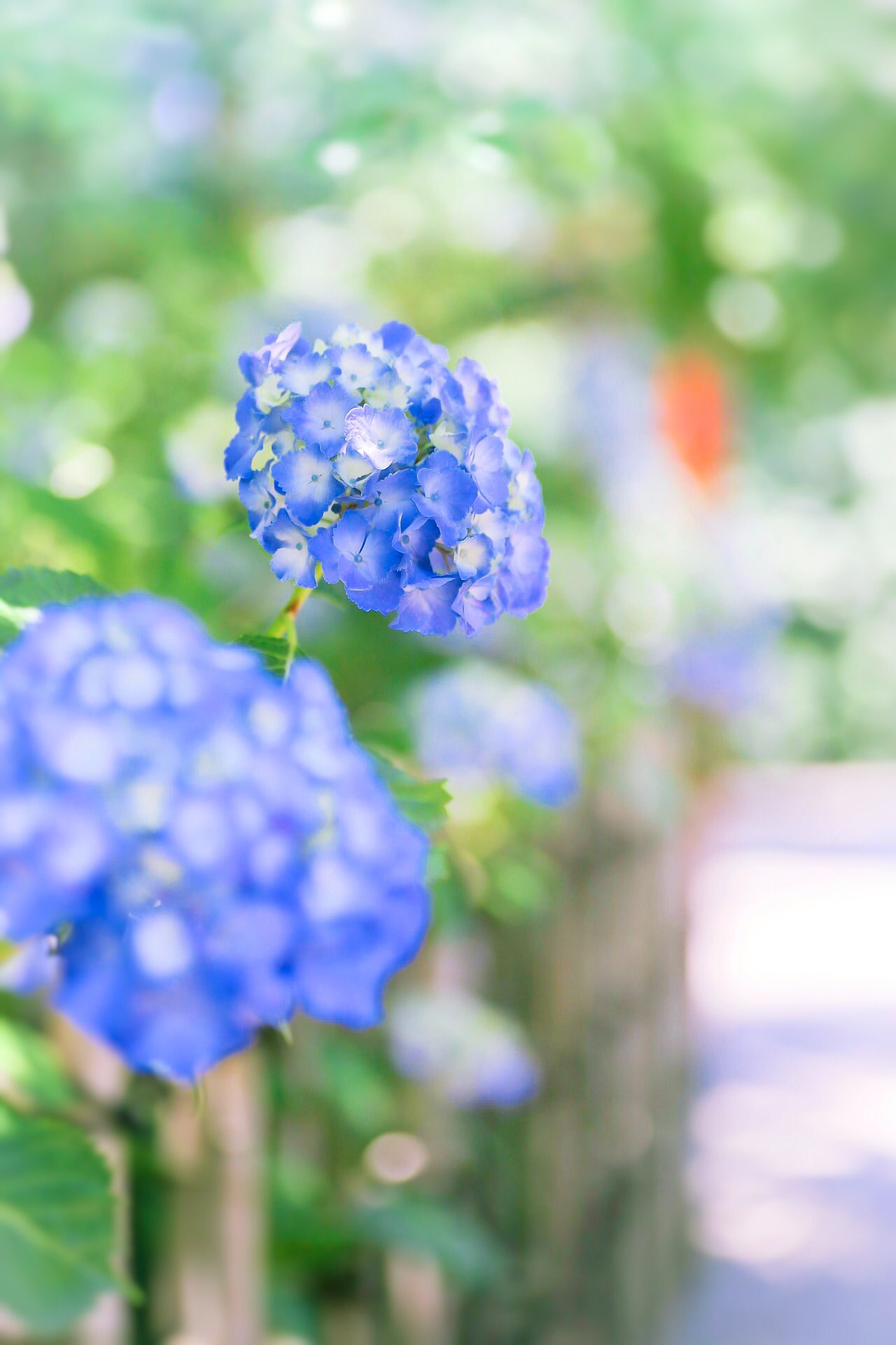 きゆう 芳賀天満宮にて 風鈴が涼しげでした ๑ ᴗ ๑ 風鈴 紫陽花 アジサイ 写真好きな人と繋がりたい 花 Photography Flowerphotography Japan Photooftheday T Co Gyoesbdpy1 Twitter