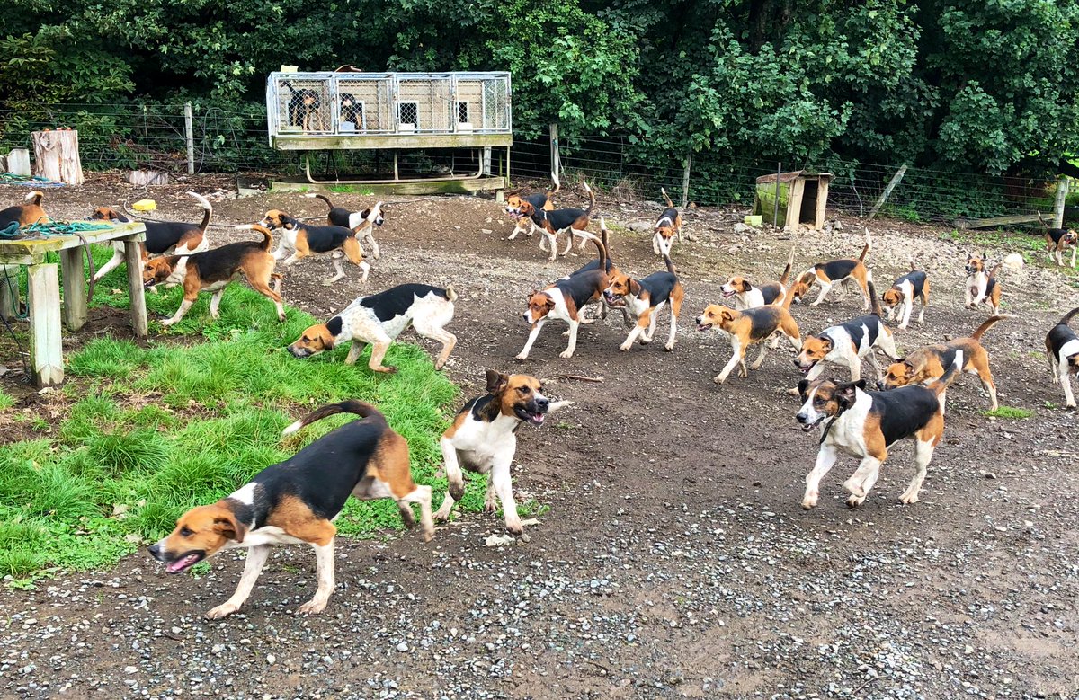 In other breaking news, here’s a pile of happy hounds, to balance the garbage fire which is social media in western NSW currently #moderation