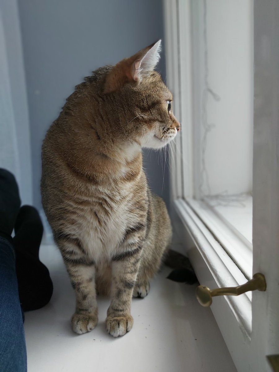 toracat4's tweet photo. 一緒に日向ぼっこ❤️

#猫との暮らし
#猫好きさんと繋がりたい 
#猫好き 
#猫 
#猫のいる暮らし
#日向ぼっこ
#Tora
#CatsOfTwitter 
#catlover https://t.co/8s3mFn70zt