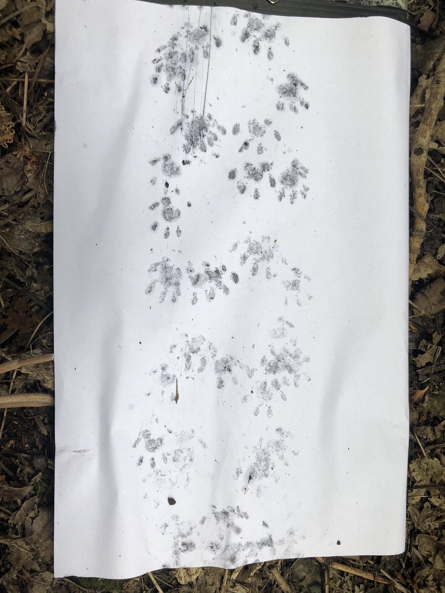 Charlie Taylor tweet media