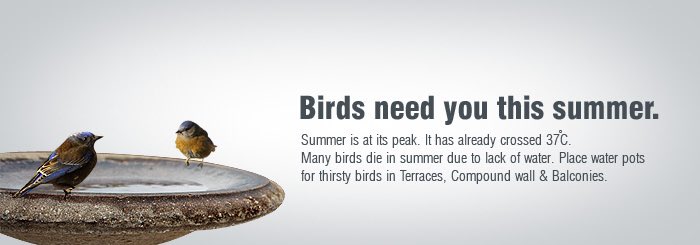 Tahir_A's tweet photo. Birds need you this summer. https://t.co/JTVi949A6O