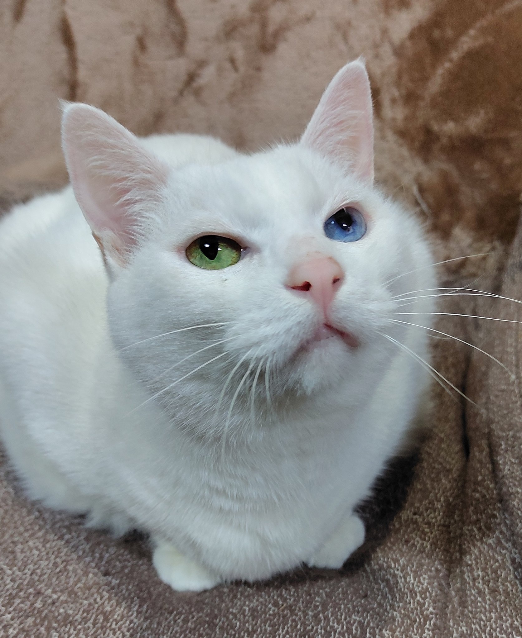 オッドアイの白猫ユキ Al Twitter オッドアイが綺麗に撮れました 白猫ユキ T Co Zrcsq2trnf Twitter