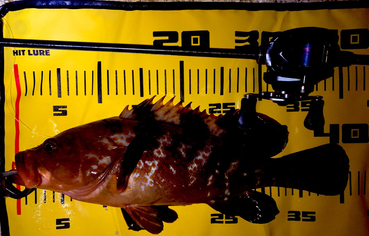 برچسب アコウ در توییتر