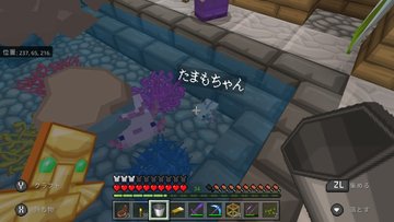 マイクラウーパールーパー餌のあげ方 食べ物食べない理由は