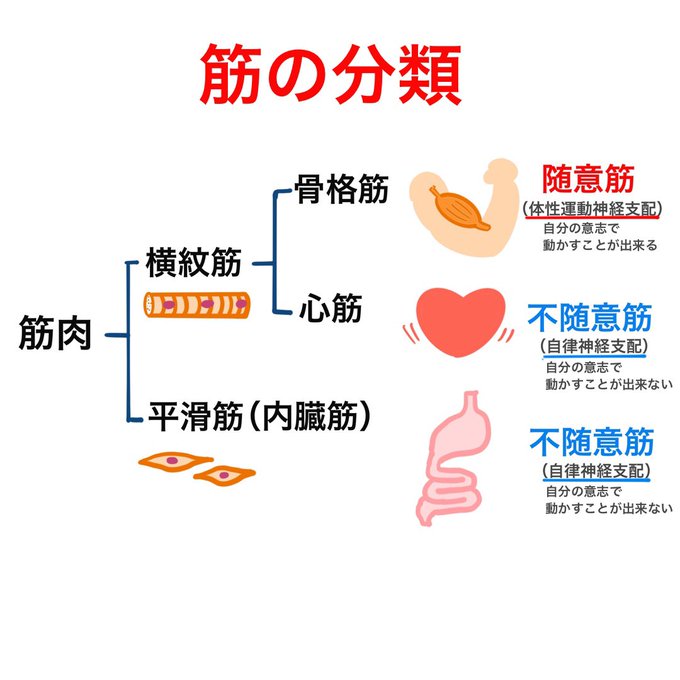 ゴロ 解剖生理イラストさん の 21年6月 のツイート一覧 1 Whotwi グラフィカルtwitter分析